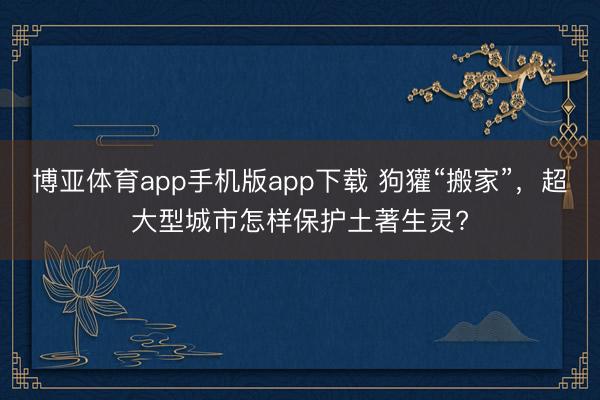 博亚体育app手机版app下载 狗獾“搬家”，超大型城市怎样保护土著生灵?